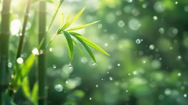 晨光微露 - 轨道影院竹影清风影像