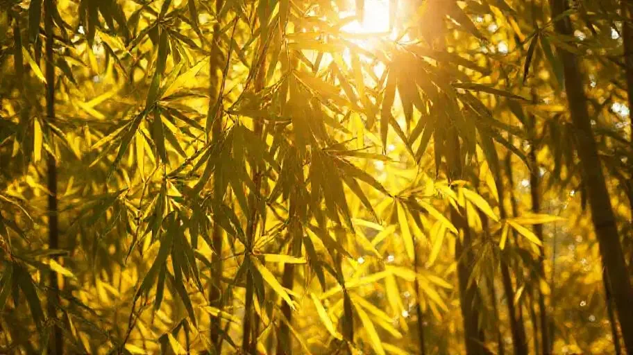 叠翠流金 - 轨道影院竹影清风影像